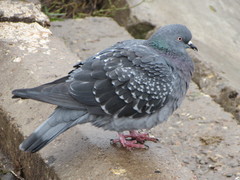 Columba livia