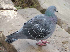 Columba livia