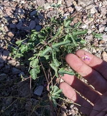 Phaseolus filiformis