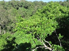 Ficus natalensis