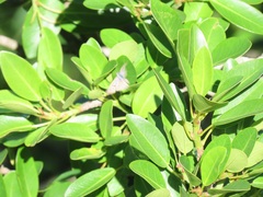 Ficus natalensis