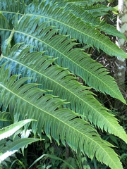 Cyathea horrida