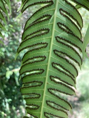 Cyathea horrida