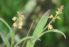 Polystachya sandersonii