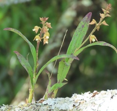 Polystachya sandersonii