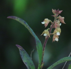 Polystachya sandersonii