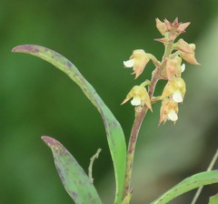 Polystachya sandersonii