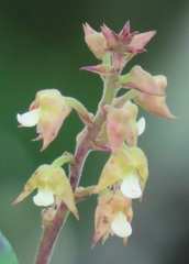 Polystachya sandersonii