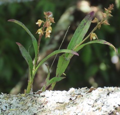 Polystachya sandersonii