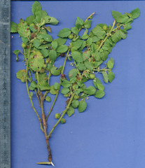 Ayenia dentata