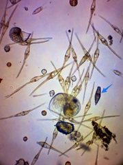 Tiarina fusus