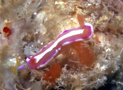 Mexichromis similaris