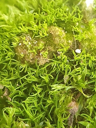Image of Tortella inflexa by no rights reserved