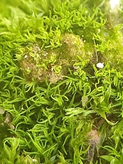 Tortella inflexa