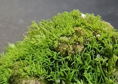 Tortella inflexa