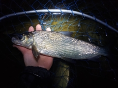 Coregonus clupeaformis