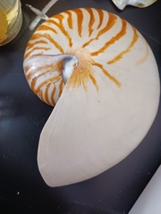 Nautilus pompilius