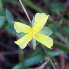 Hypericum tetrapetalum