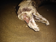 Gymnothorax castaneus