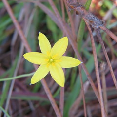 Hypoxis juncea