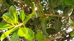Sideroxylon inerme inerme