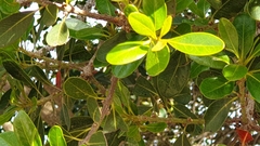 Sideroxylon inerme inerme