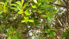 Sideroxylon inerme inerme