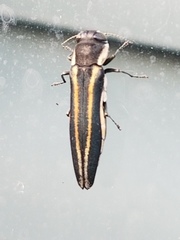 Agrilus bilineatus