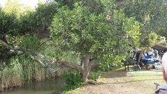 Sideroxylon inerme inerme