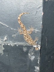 Hemidactylus turcicus