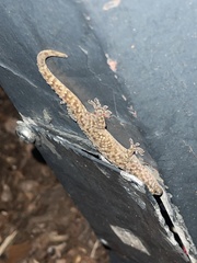 Hemidactylus turcicus