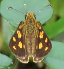 Metisella metis