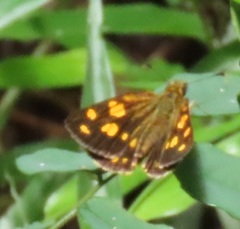 Metisella metis