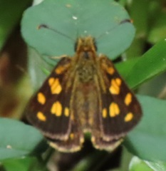 Metisella metis