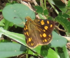 Metisella metis