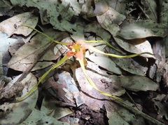 Strophanthus speciosus