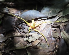 Strophanthus speciosus