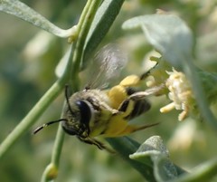 Colletes nudus