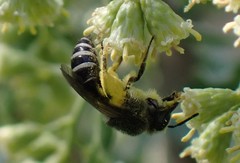 Colletes nudus