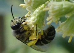 Colletes nudus