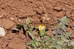 Euphydryas desfontainii