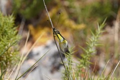Libelloides baeticus