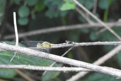 Diplacodes trivialis