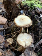 Agaricales