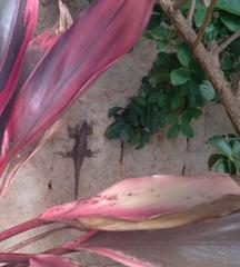 Tropidurus torquatus