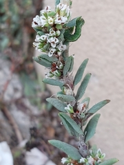 Polygonum maritimum