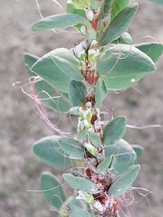 Polygonum maritimum