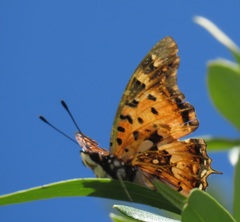 Charaxes jahlusa argynnides