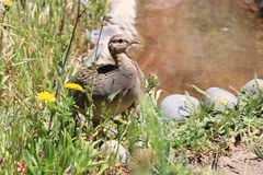 Nothoprocta perdicaria