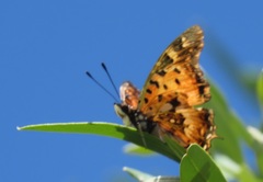 Charaxes jahlusa argynnides